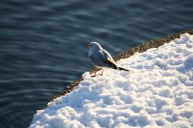 Rosenmontag ist
ROSENMONTAG!

Wir arbeiten heute nicht               
                                         
                                         



